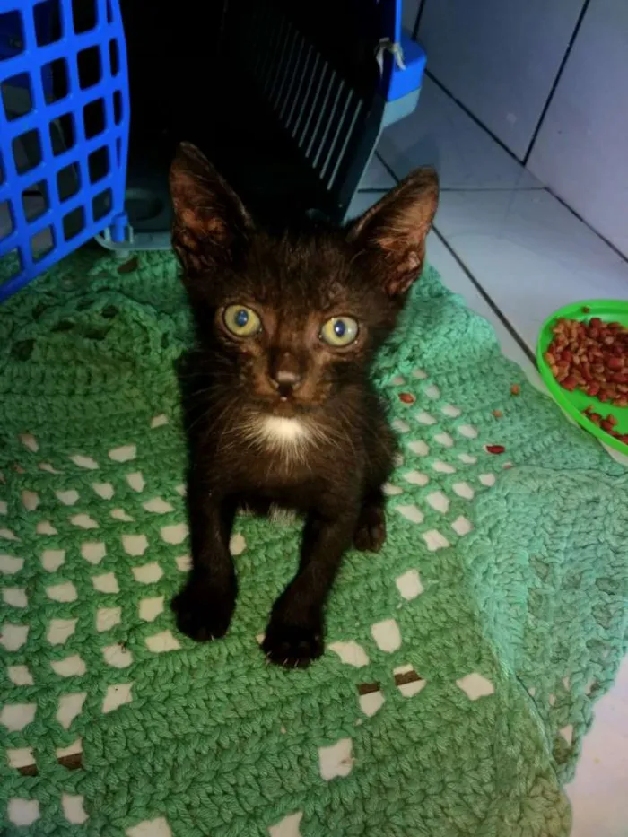 Gato raça Sem raça definida idade Abaixo de 2 meses nome Bebês