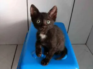 Gato raça Sem raça definida idade Abaixo de 2 meses nome Bebês