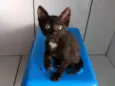 Bebês