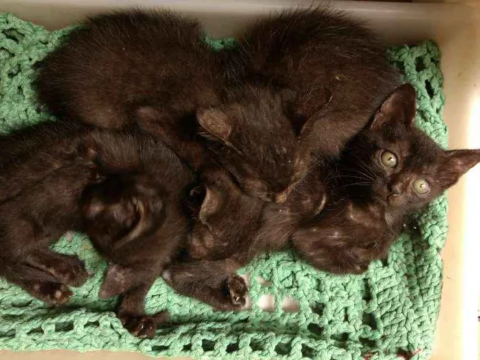 Gato raça Sem raça definida idade Abaixo de 2 meses nome Bebês