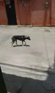não tem