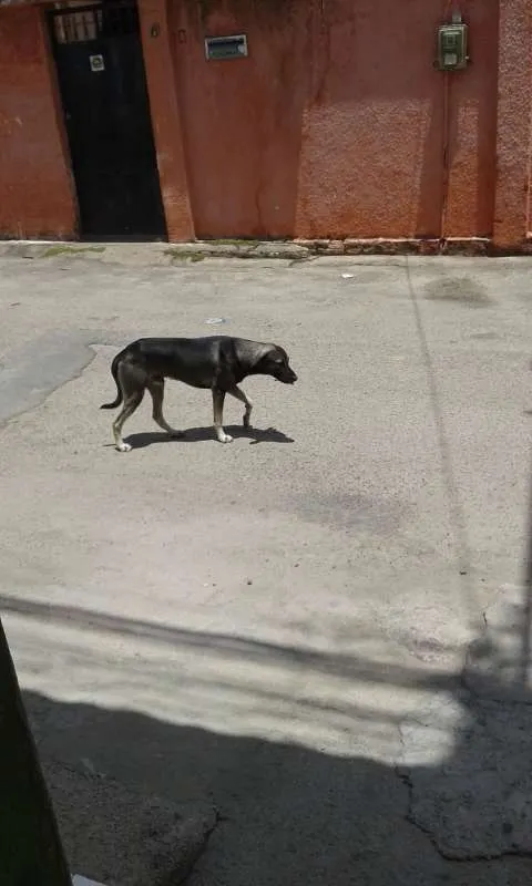 Cachorro ra a pé duro idade  nome não tem