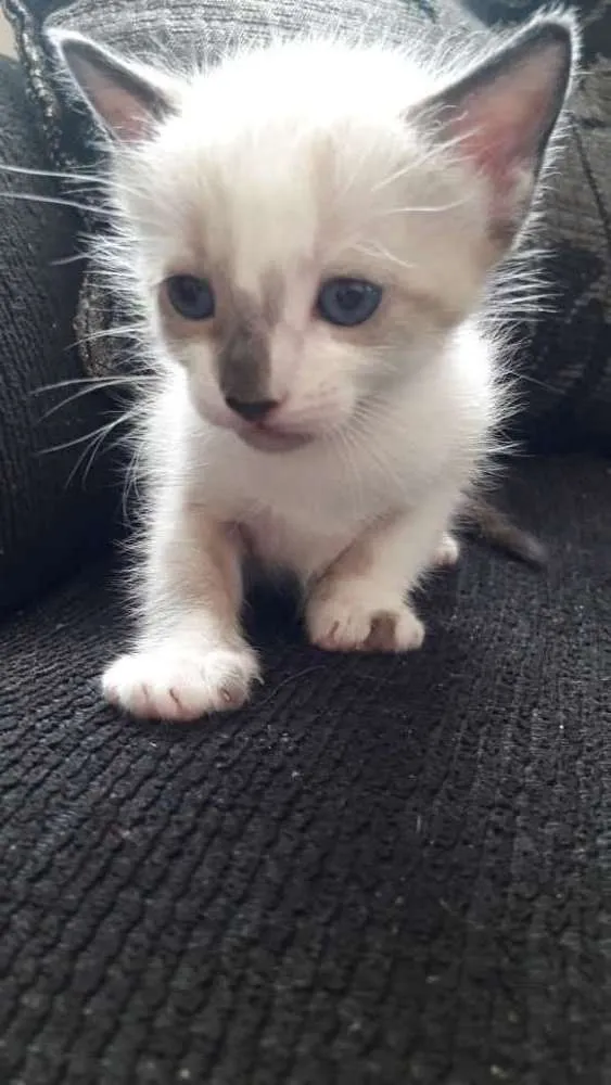 Gato ra a  idade 7 a 11 meses nome Sem nome 
