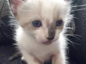 Gato raça  idade 7 a 11 meses nome Sem nome 