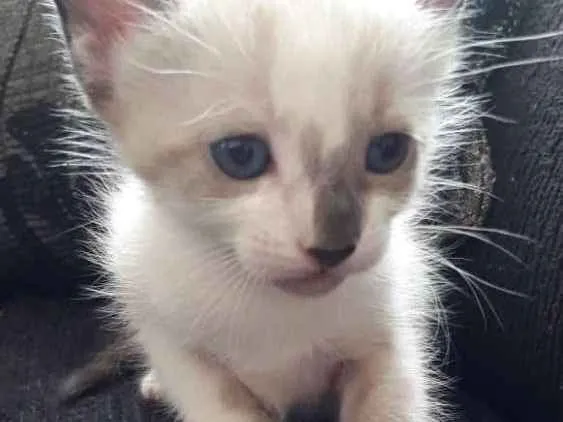 Gato ra a  idade 7 a 11 meses nome Sem nome 