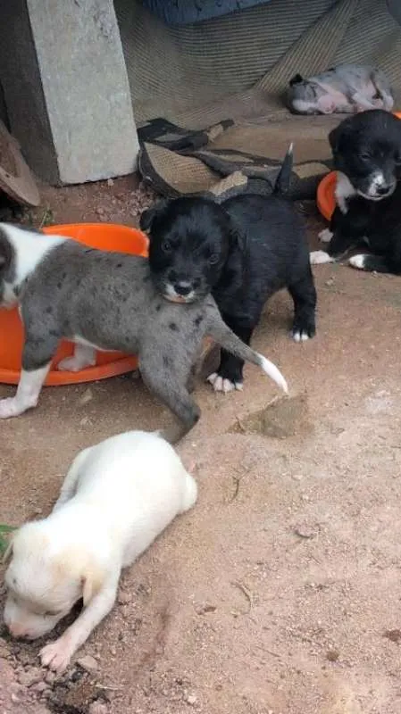 Cachorro raça SRD idade 2 a 6 meses nome Filhotes