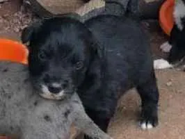 Cachorro raça SRD idade 2 a 6 meses nome Filhotes