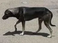 Cachorro raça pé duro idade  nome não tem