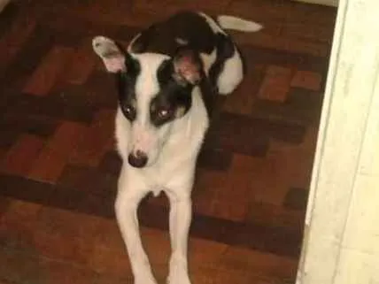 Cachorro ra a SRD idade 1 ano nome Scooby Doo