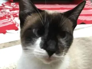 Gato raça Siamês  idade 7 a 11 meses nome Leia