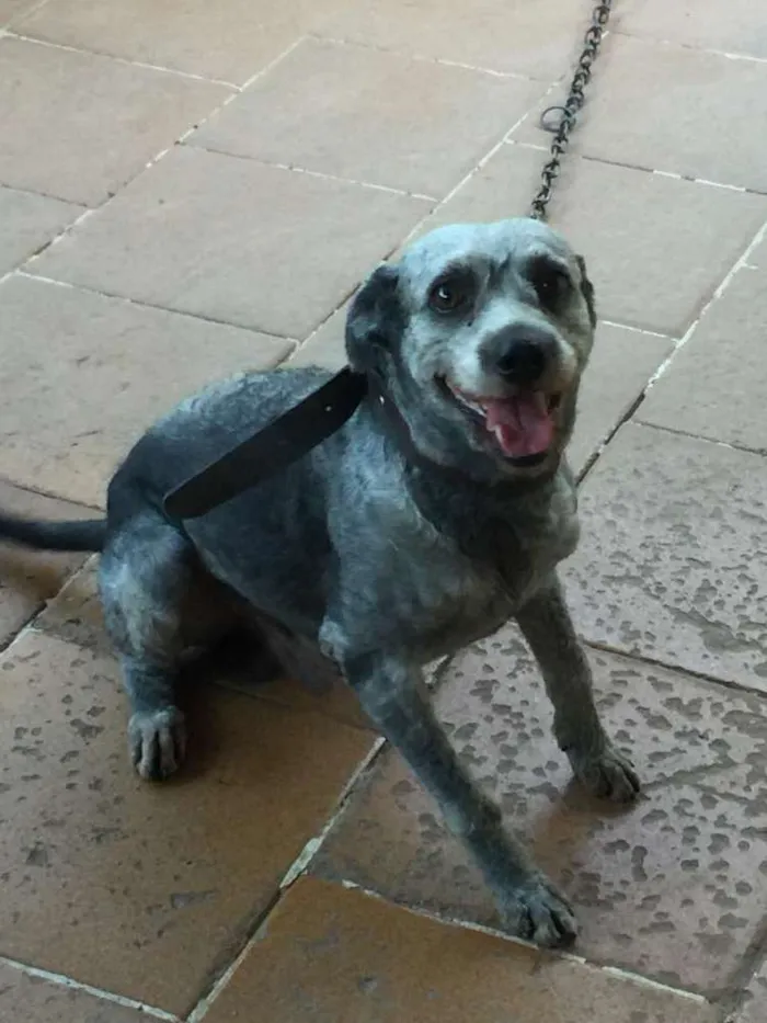 Cachorro ra a Vira- lata idade 1 ano nome Chad