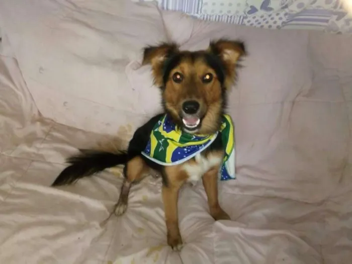 Cachorro ra a  idade 1 ano nome Lobinho