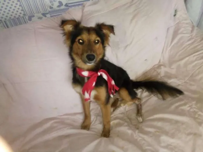Cachorro ra a  idade 1 ano nome Lobinho