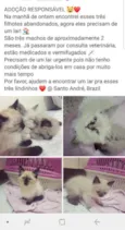 Barão, Théo e  Dudu 