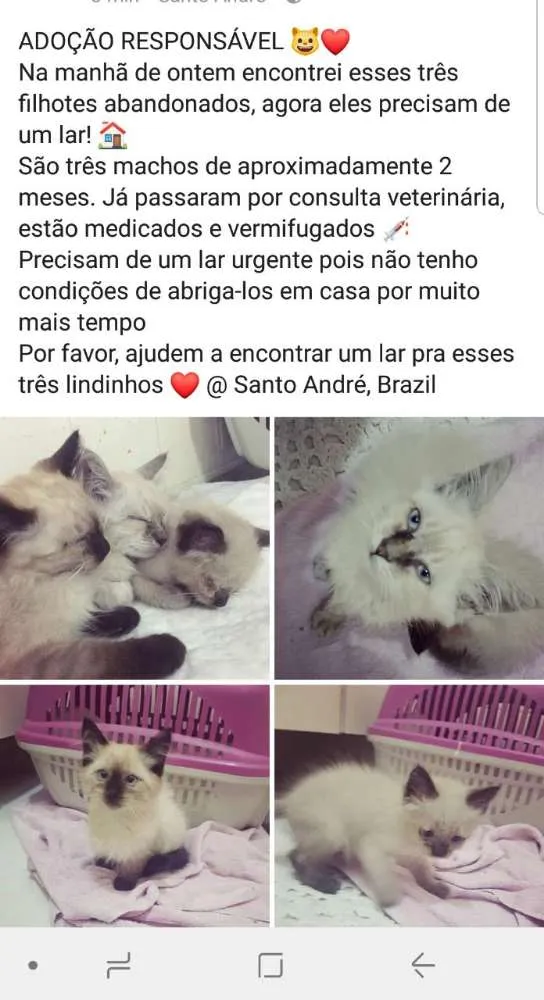 Gato ra a Siamês  idade 2 a 6 meses nome Barão, Théo e  Dudu 