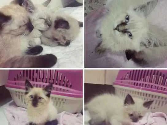Gato ra a Siamês  idade 2 a 6 meses nome Barão, Théo e  Dudu 