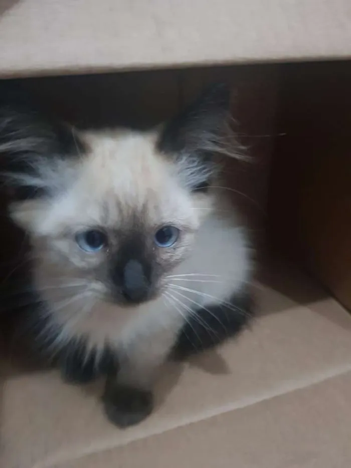 Gato ra a Siamês  idade 2 a 6 meses nome Barão, Théo e  Dudu 