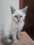 Barão, Théo e  Dudu 