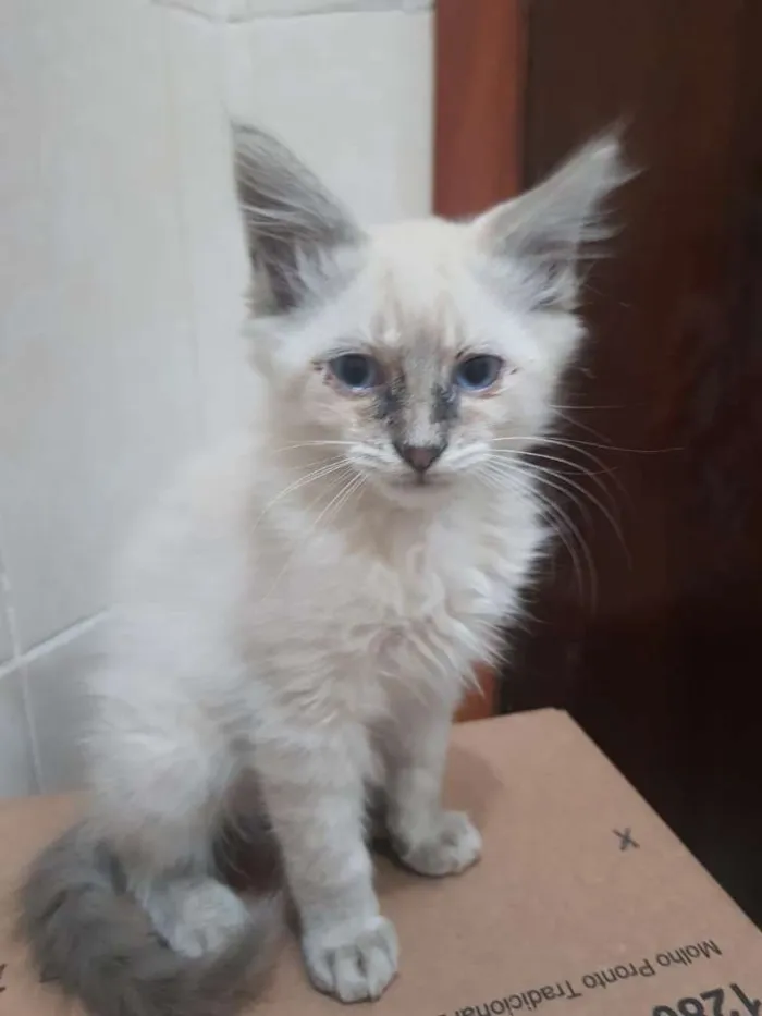 Gato ra a Siamês  idade 2 a 6 meses nome Barão, Théo e  Dudu 