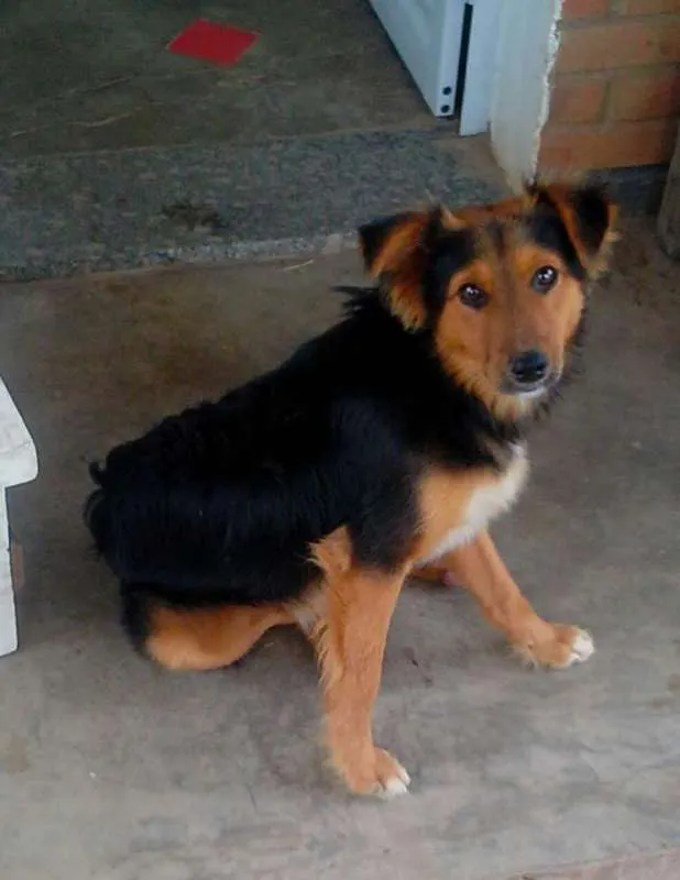 Cachorro ra a  idade 1 ano nome Lobinho