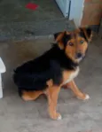 Lobinho