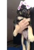 lili