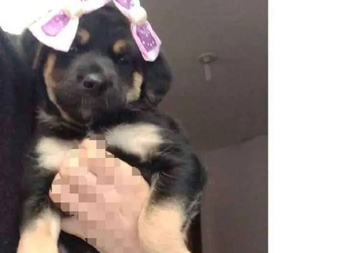 Cachorro ra a vira lata idade Abaixo de 2 meses nome lili