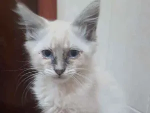 Gato raça Siamês  idade 2 a 6 meses nome Barão, Théo e  Dudu 