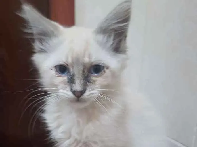 Gato ra a Siamês  idade 2 a 6 meses nome Barão, Théo e  Dudu 