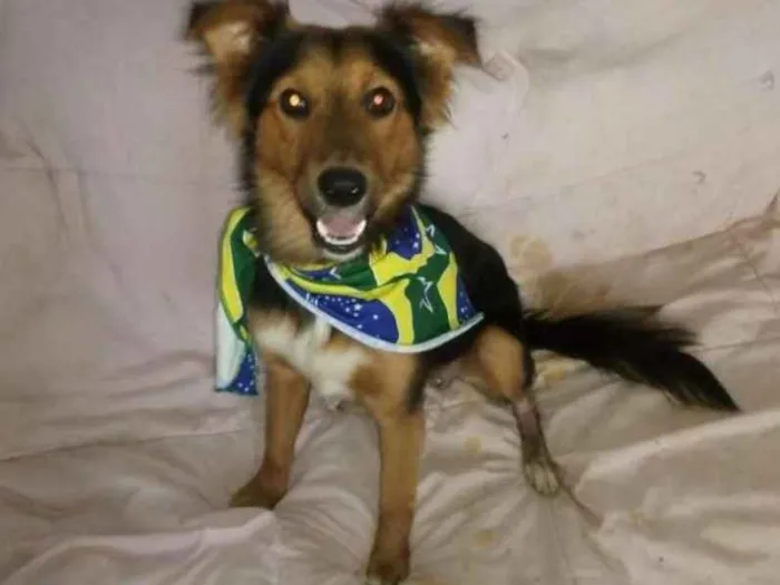 Cachorro ra a  idade 1 ano nome Lobinho