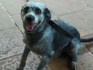 Cachorro raça Vira- lata idade 1 ano nome Chad
