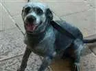 Cachorro raça Vira- lata idade 1 ano nome Chad
