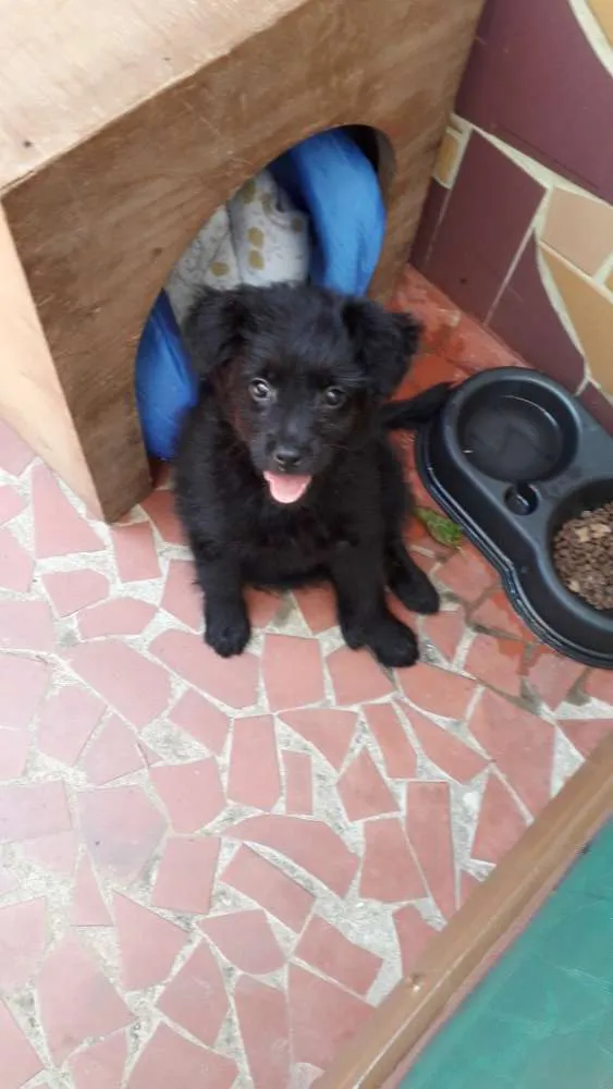 Cachorro ra a  idade 2 a 6 meses nome Hassen 