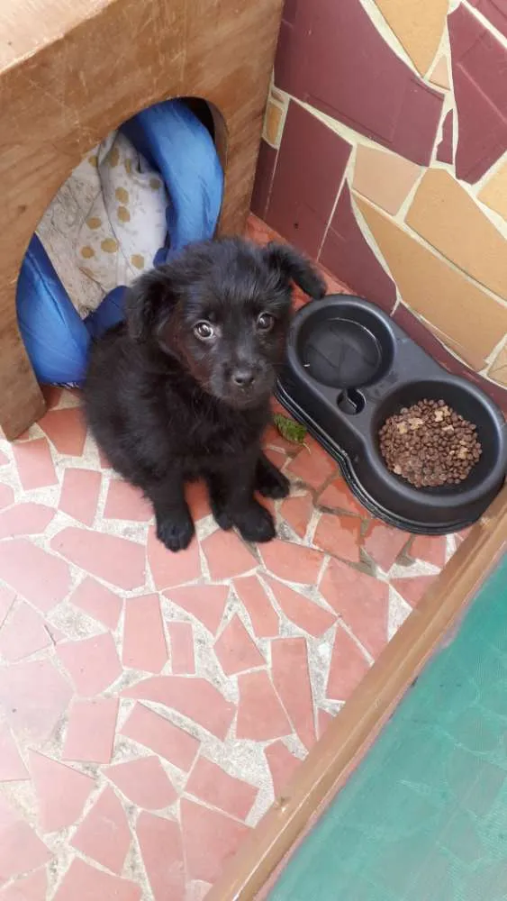 Cachorro ra a  idade 2 a 6 meses nome Hassen 