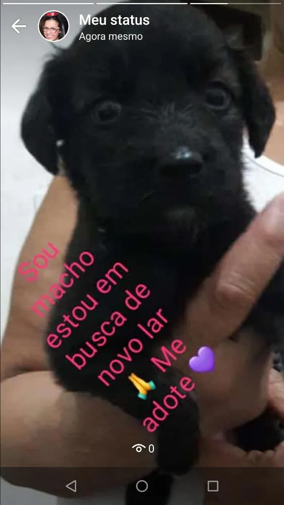 Cachorro ra a Vira lata  idade Abaixo de 2 meses nome Não tem 