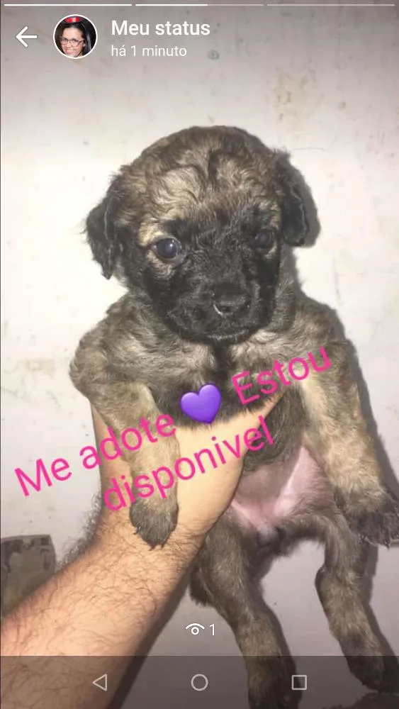 Cachorro ra a Vira lata  idade Abaixo de 2 meses nome Não tem 