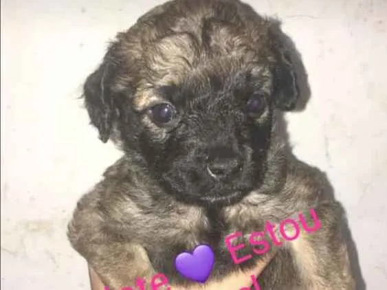 Cachorro ra a Vira lata  idade Abaixo de 2 meses nome Não tem 