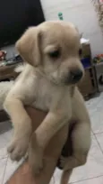 Não tem 