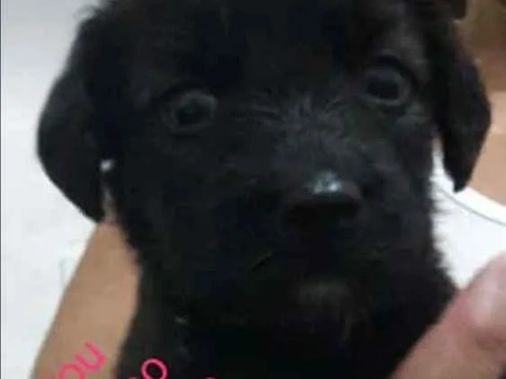 Cachorro ra a Vira lata  idade Abaixo de 2 meses nome Não tem 