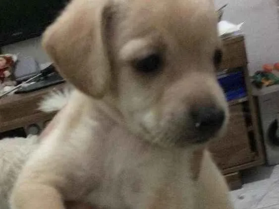 Cachorro ra a Vira lata  idade Abaixo de 2 meses nome Não tem 