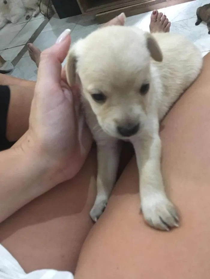 Cachorro ra a Vira lata  idade Abaixo de 2 meses nome Não tem 