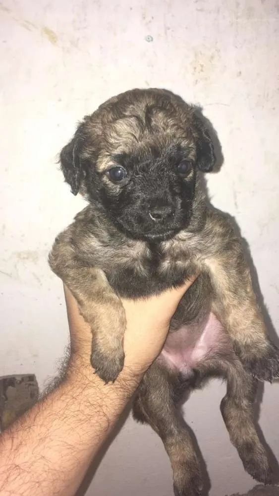 Cachorro ra a Vira lata  idade Abaixo de 2 meses nome Não tem 