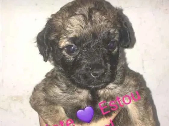 Cachorro ra a Vira lata  idade Abaixo de 2 meses nome Não tem 