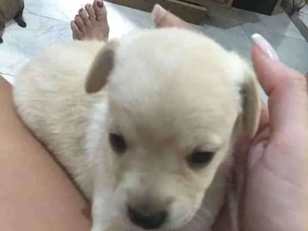 Cachorro ra a Vira lata  idade Abaixo de 2 meses nome Não tem 