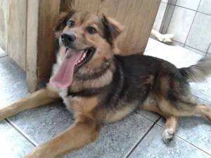 Cachorro raça Indefinido. idade 1 ano nome Duque