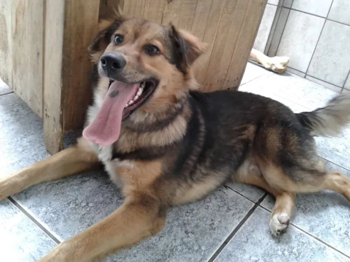 Cachorro ra a Indefinido. idade 1 ano nome Duque