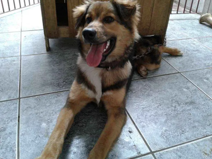 Cachorro ra a Indefinido. idade 1 ano nome Duque