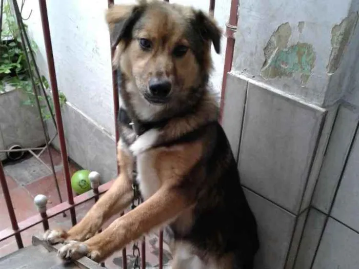 Cachorro ra a Indefinido. idade 1 ano nome Duque