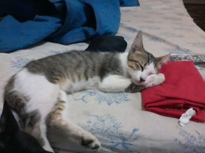 Gato ra a  idade 7 a 11 meses nome mukeka