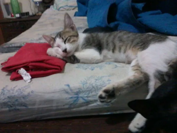 Gato ra a  idade 7 a 11 meses nome mukeka
